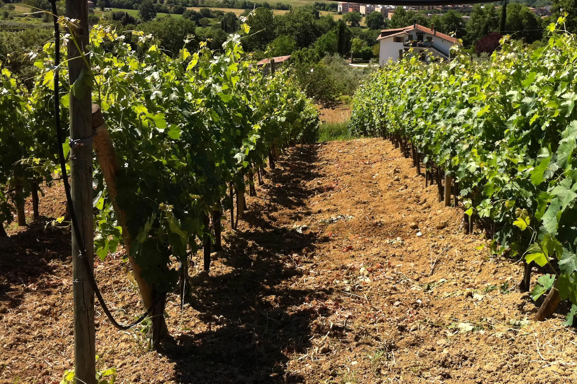 Filari di vigneto sulla collina di Petignanetto, Orte
